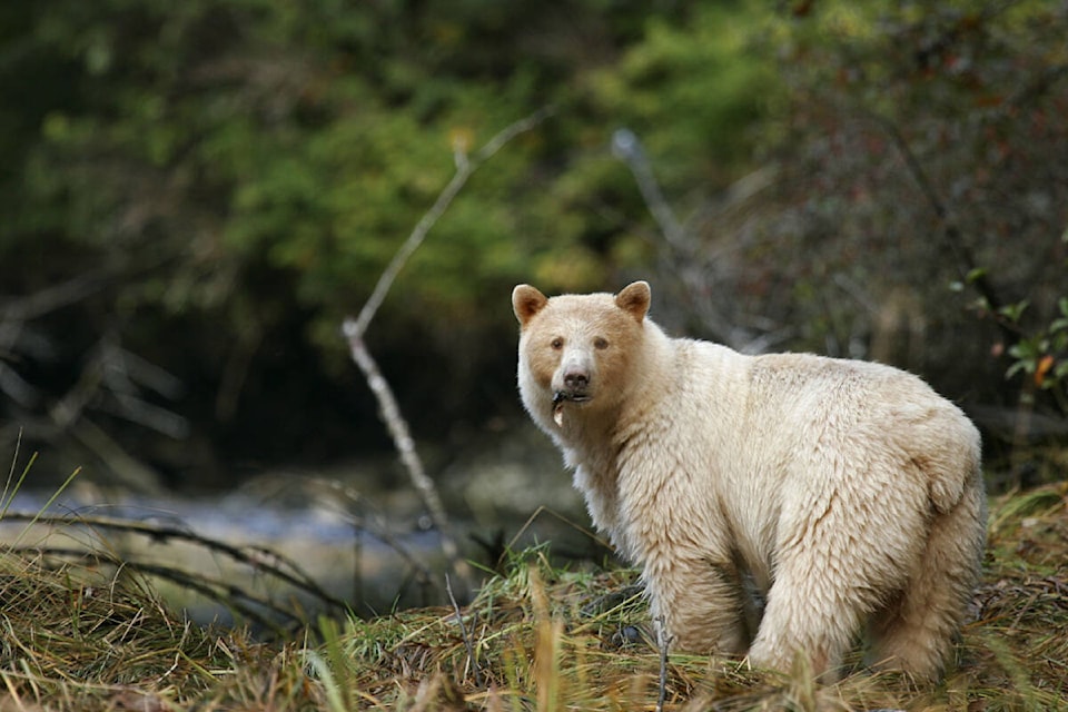 Coastal First Nations hope black bear hunting ban revives Spirit bear populations - The Northern View