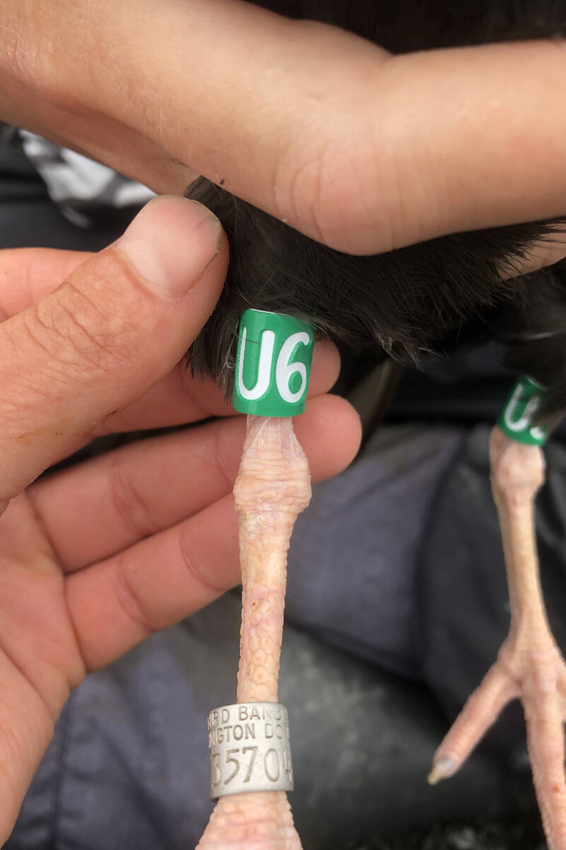 29969607_web1_220818-PRU-HGO-Laskeek-Bay-identify-oldest-oystercatcher-bird-black-oystercatcher_4