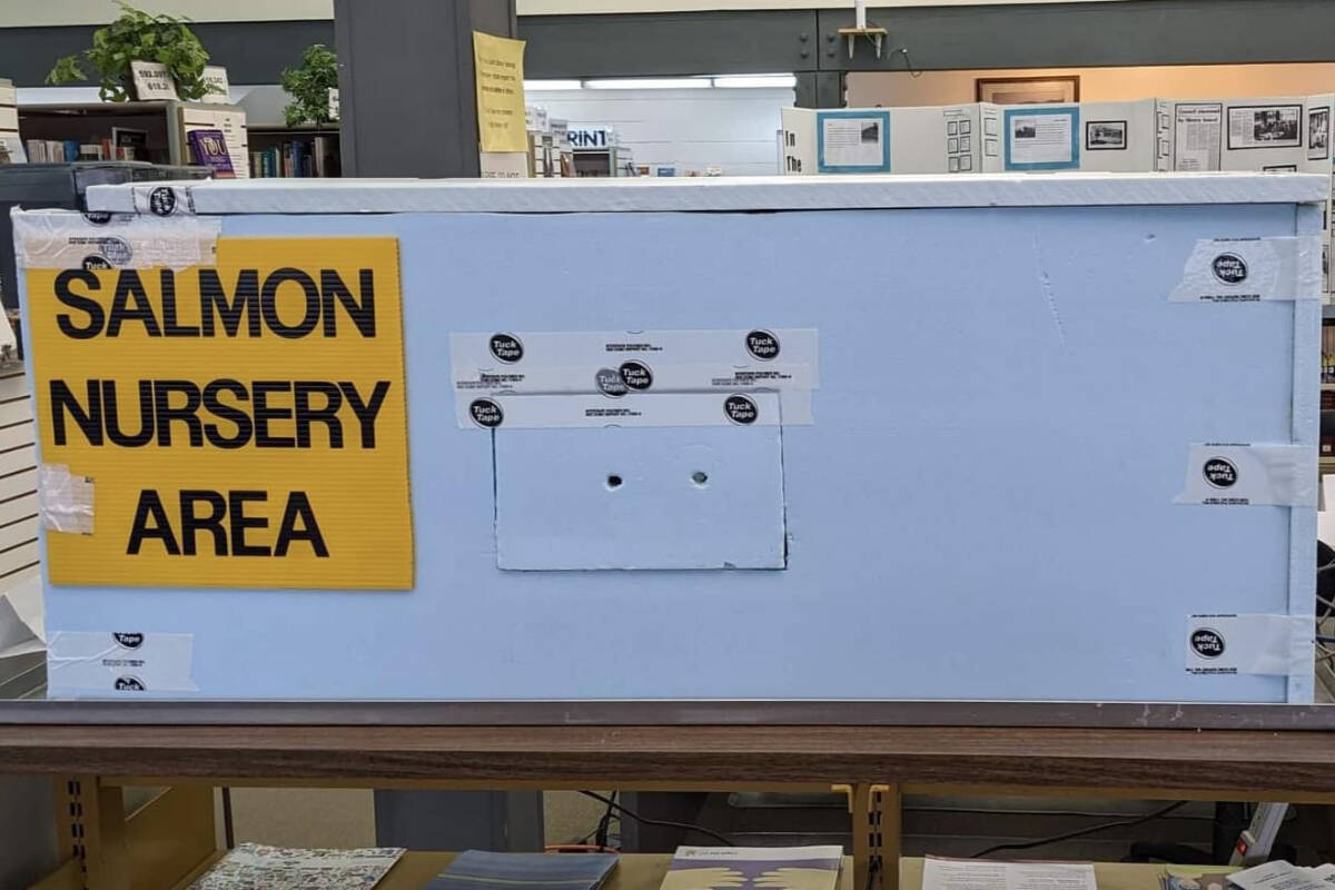 Coho salmon eggs find a new home at the Prince Rupert Library The