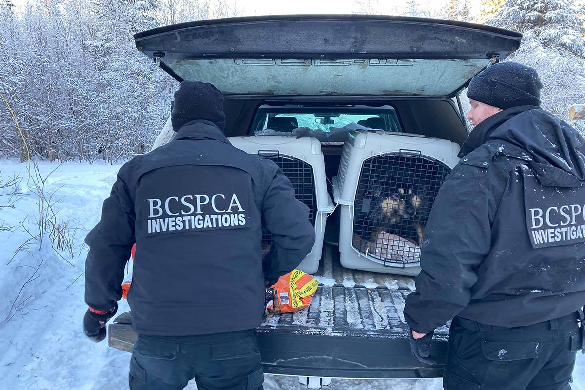 BC SPCA officers rescued ten malamute huskies off a rural property in northeastern B.C. after their owner was hospitalized in Alberta. (Photo courtesy of BC SPCA)