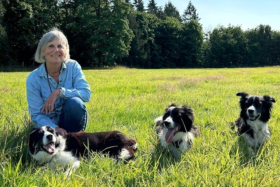 Valley view best sale border collies