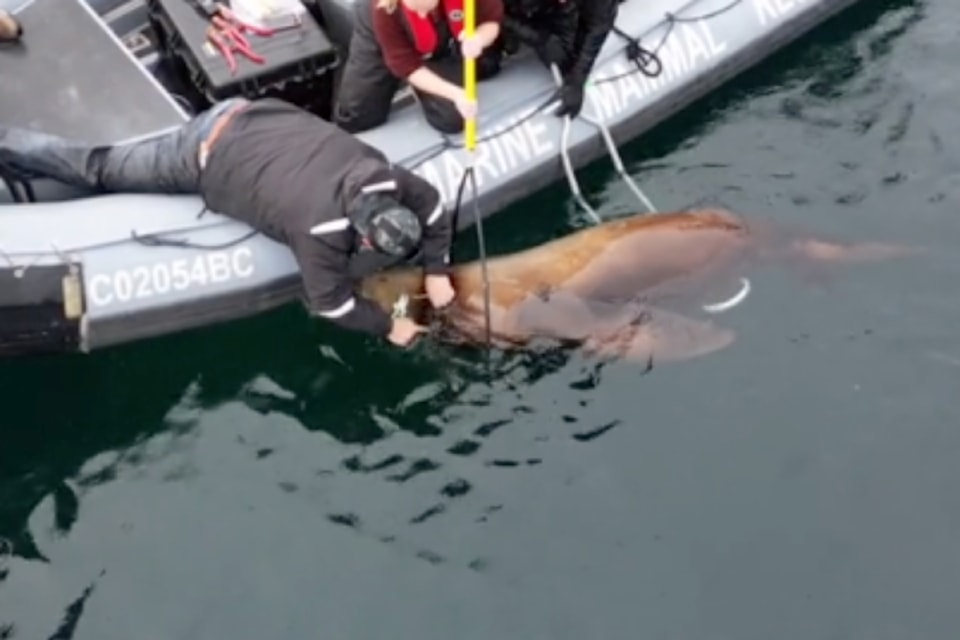 sealion