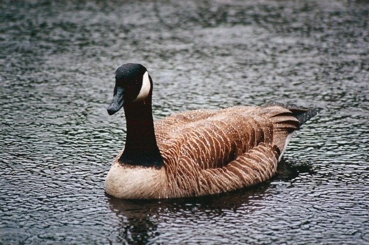 Canada goose vancouver sales 2017