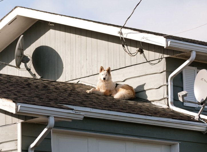 13387porthardyC-roof-dog-zeus-jr-44