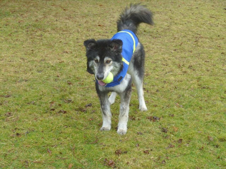 A much healthier Molly plays with her ball recently.