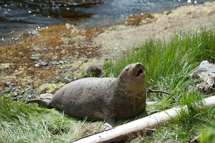 30620porthardyC-elephant-seal-ph-jr-22