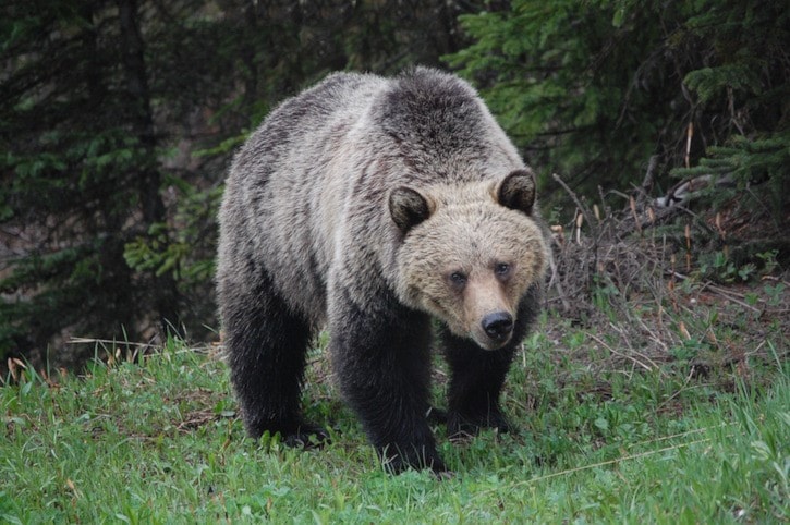 41734campbellrivergrizzly-bear-659198_1920