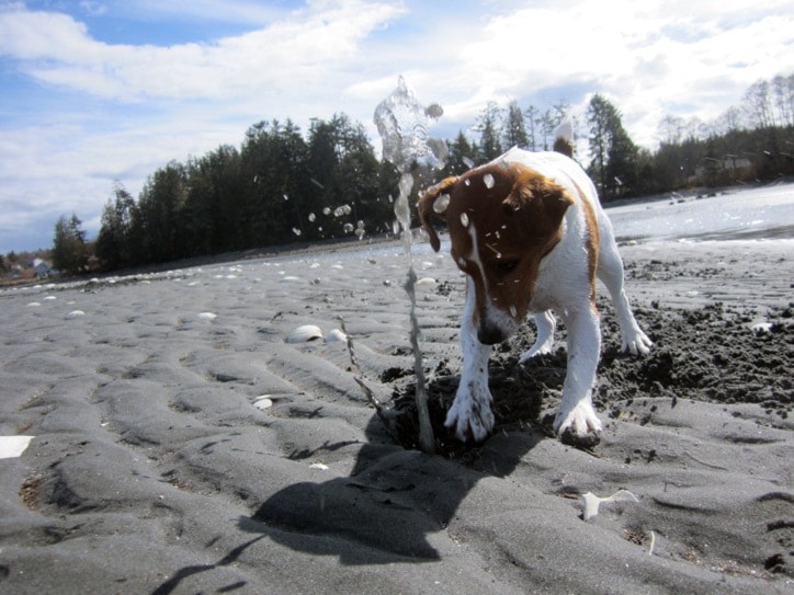 56776porthardyC-DogGeoduck-FrtPage-13