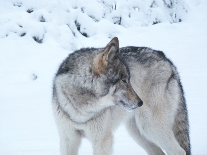 Tundra the wolf, pictured here in mountain snow close to Port McNeill.