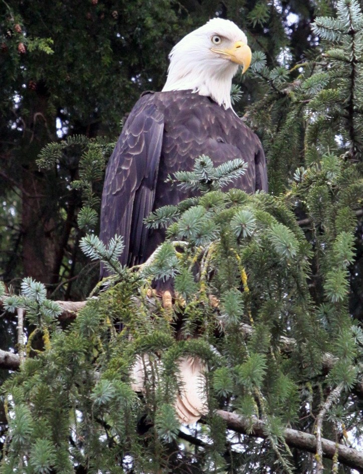 59761porthardyeagleTree_2852Crop