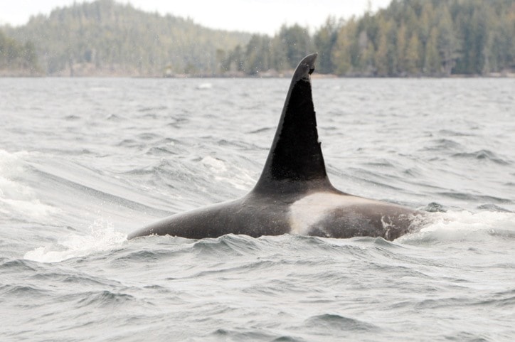 86417porthardyC-orcas-CopyrightJ.Hildering_one-time-use_DSC_1555