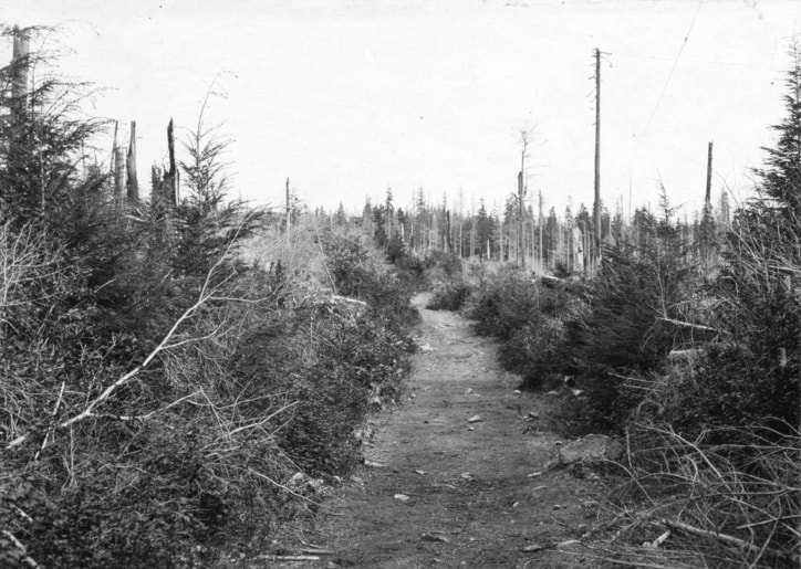 A portion of the Hardy Bay to Coal Harbour Trail, as it appeared in 1927.