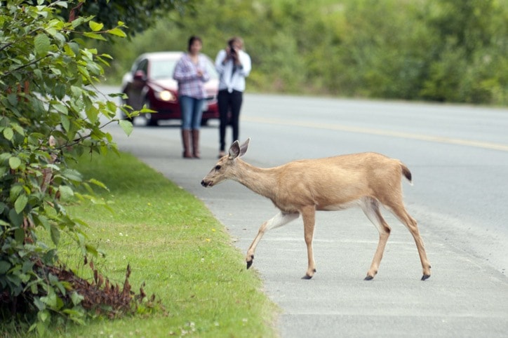 91639porthardyC-deer-protest-jr-32