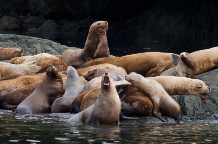 9510porthardyC-orcalab-sea-lions-jr-39