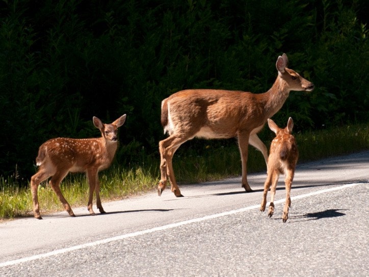 A doe guides her young charges across Highway 19 near Bear Creek last week.