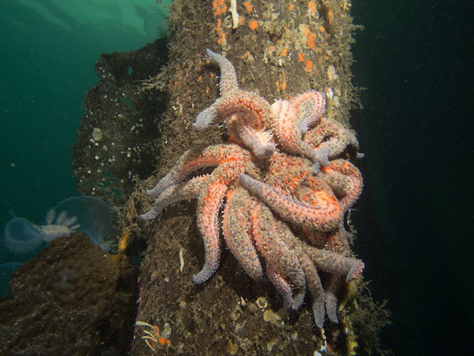 8529448_web1_170920-NIG-SeaStars3444_1