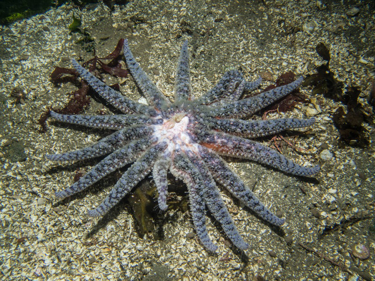 8529448_web1_170920-NIG-SeaStars3444_2