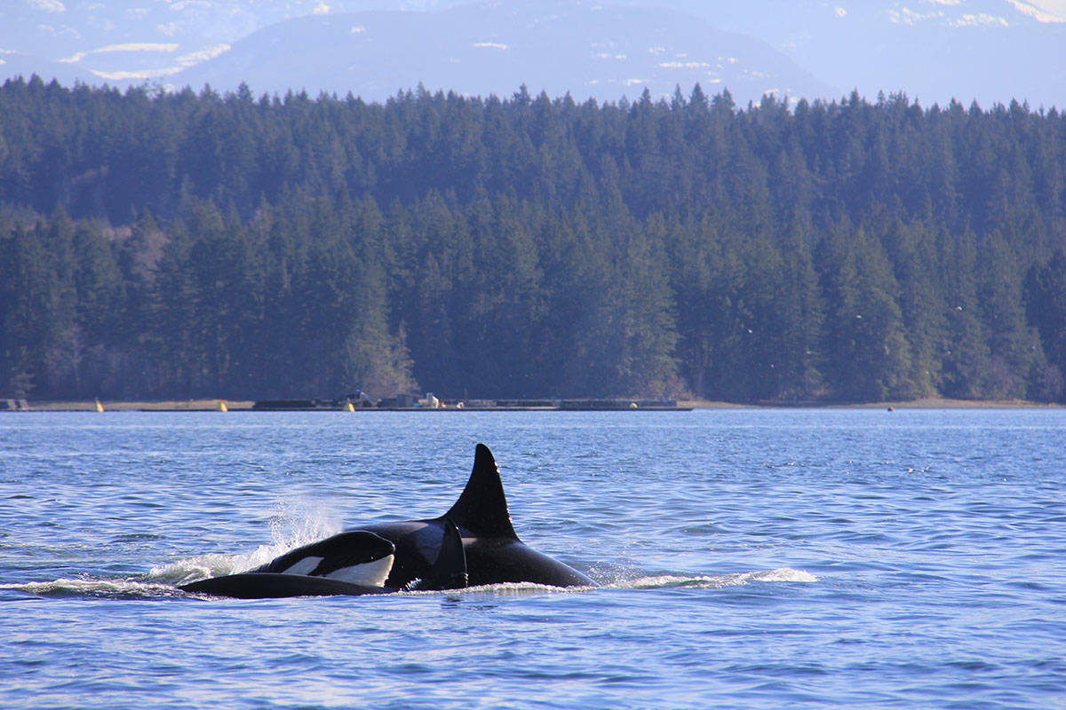 10986910_web1_180315-CVR-N-deepbayorcas3