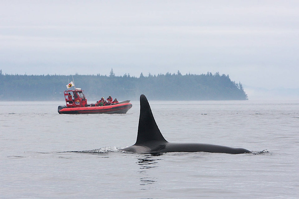 11496485_web1_180420-CRM-Boat-and-orcas