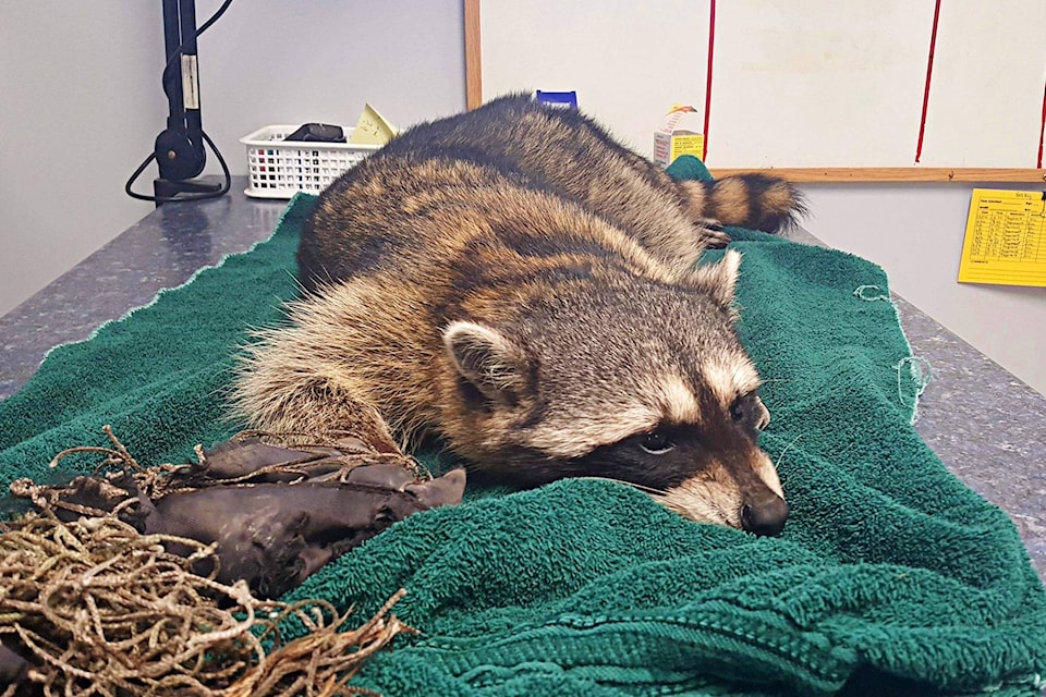 11517269_web1_180418-BPD-M-Raccoon_CritterCare1