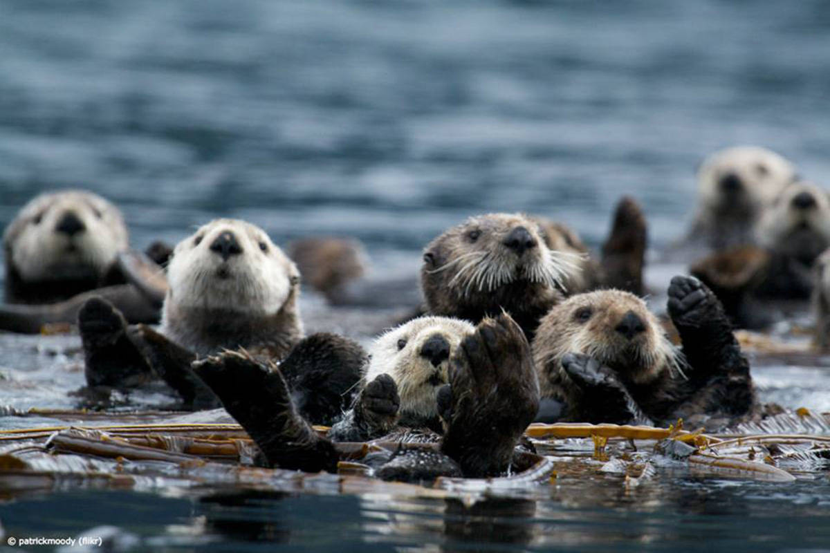 Sea otter watching business starts up in Port Alice - North Island