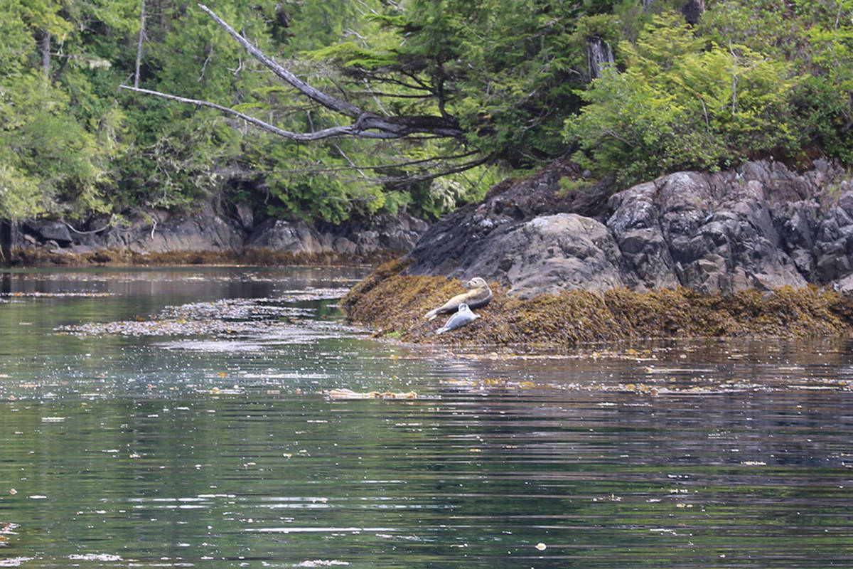 Sea otter tours offer unique opportunity to explore Neroutsos Inlet