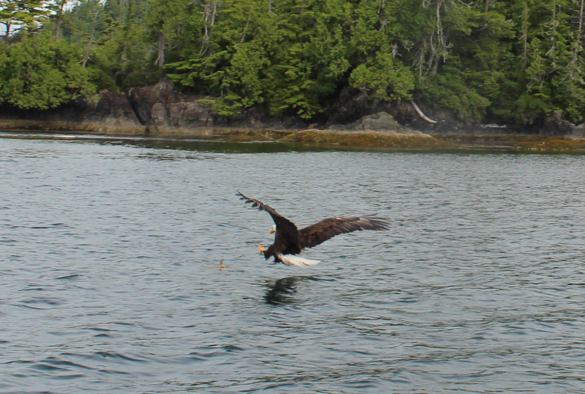Sea otter tours offer unique opportunity to explore Neroutsos Inlet