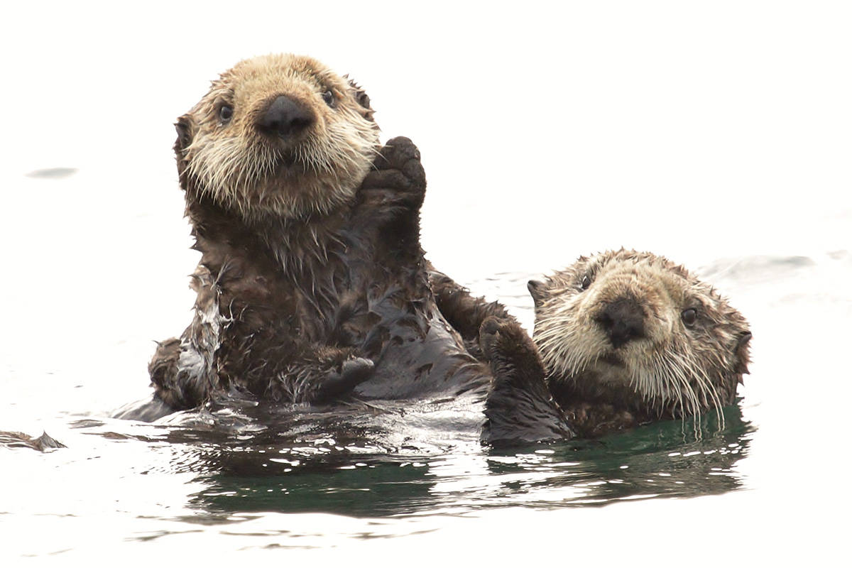 Sea otter tours offer unique opportunity to explore Neroutsos Inlet