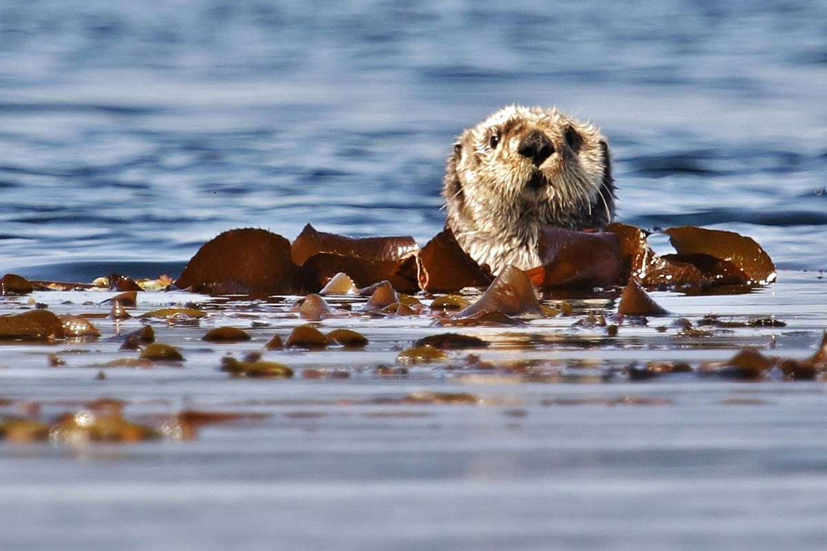 Sea otter tours offer unique opportunity to explore Neroutsos Inlet