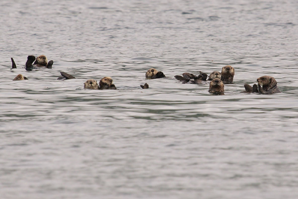 Sea otter tours offer unique opportunity to explore Neroutsos Inlet
