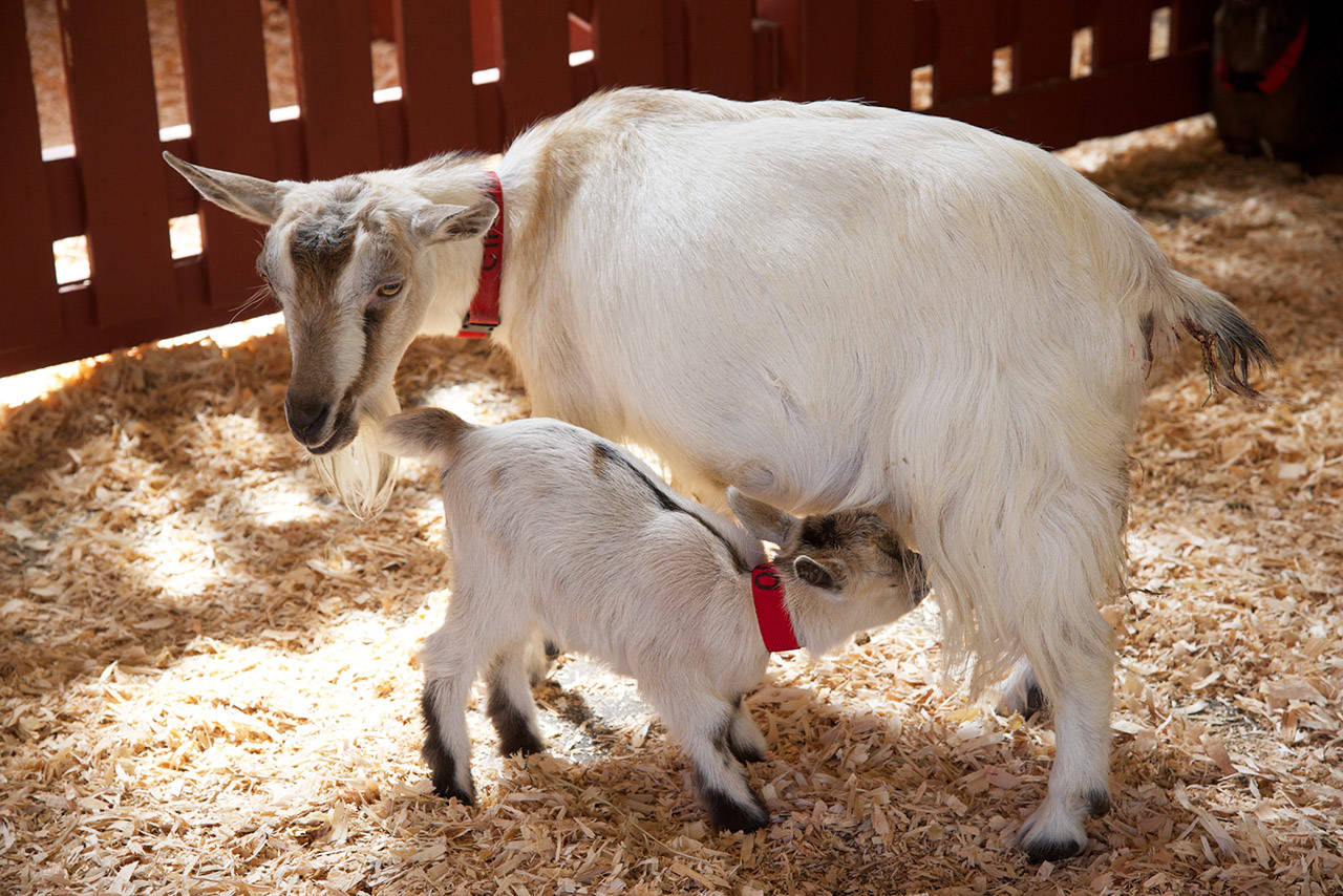 Bottle Feeding Baby Goats: What You Need to Know • Maria Louise Design