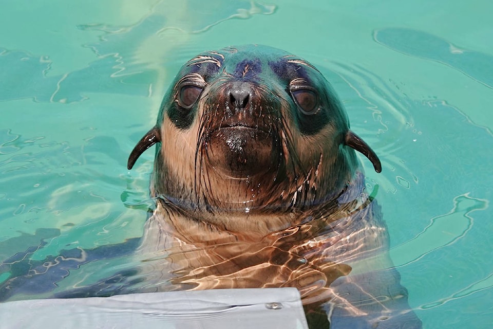 17593486_web1_190710-UWN-Fur-seal-Ucluelet_1