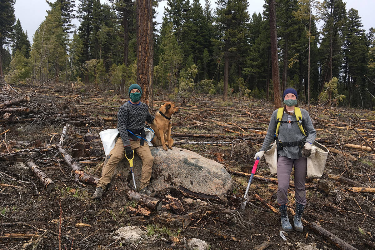 Tree planters adapt to working during pandemic North Island Gazette
