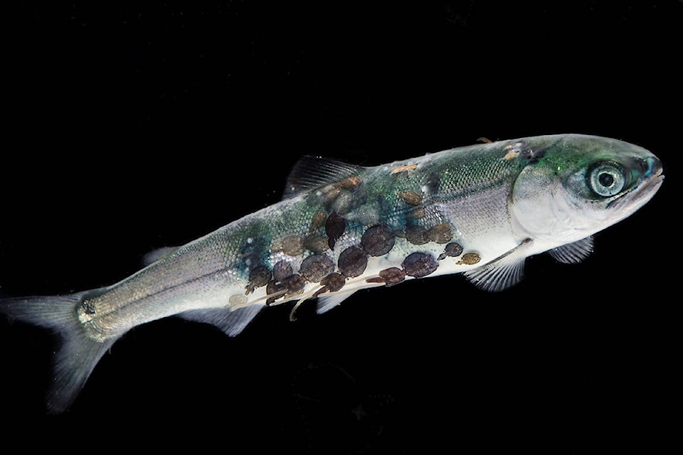 22181524_web1_copy_200729-NIG-sea-lice-numbers-_1