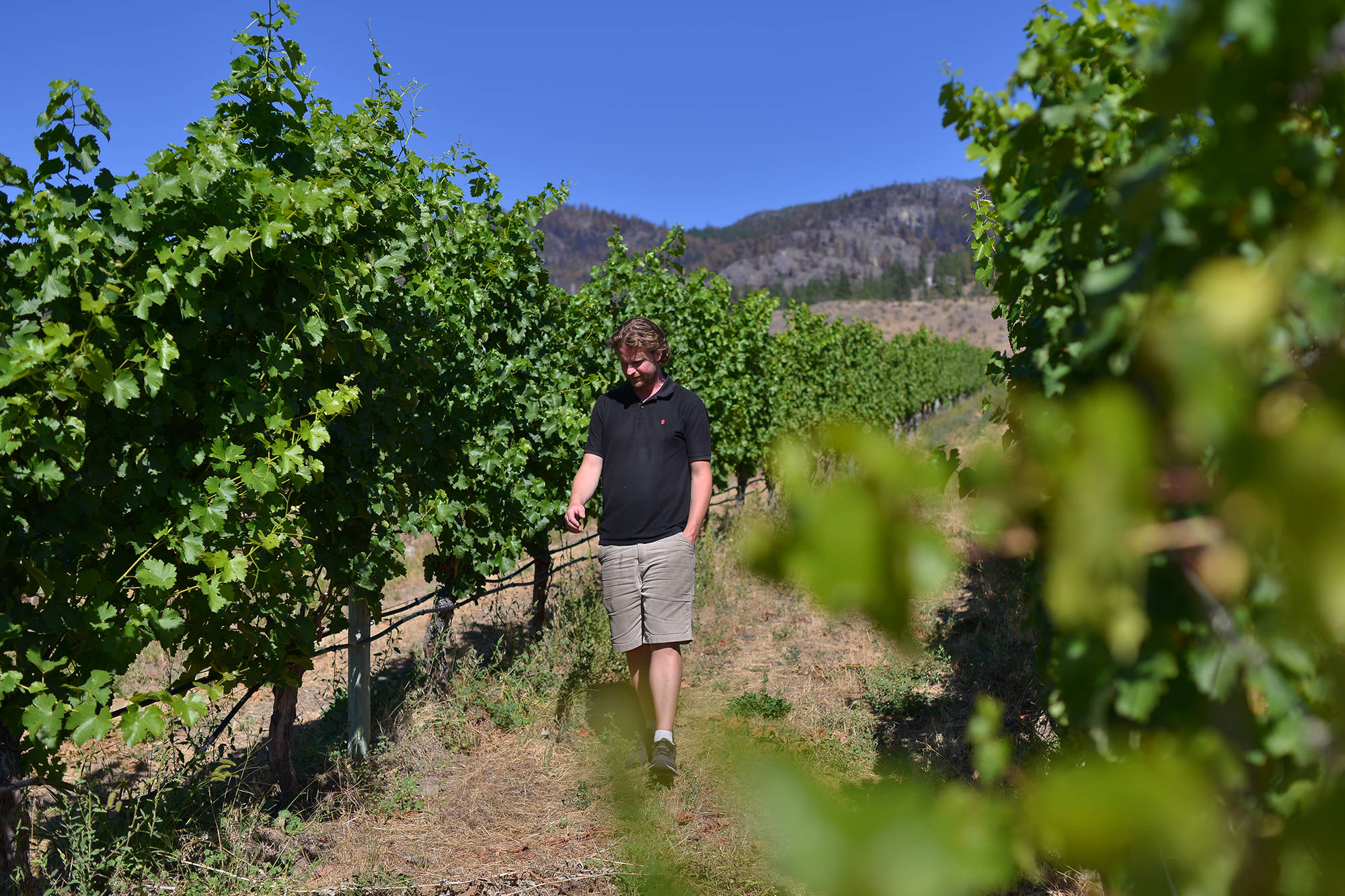 Blasted Church Winery winemaker, Evan Saunders, pictured walking through the vineyard in early September. (Phil McLachlan - Black Press Media)