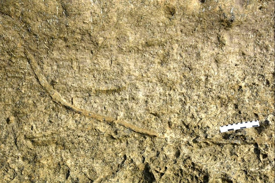 The top part of the fossil burrow, seen from the side, with feathery lines from the disturbance of the soil – thought to be caused by the worm pulling prey into the burrow. (Paleoenvironntal Sediment Laboratory/National Taiwan University)