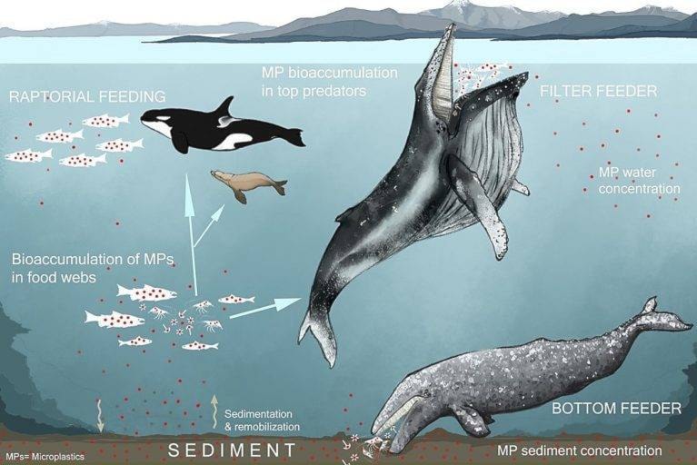 24141795_web1_210211-PRU-Plastics-Pollution-bioaccumulation_1