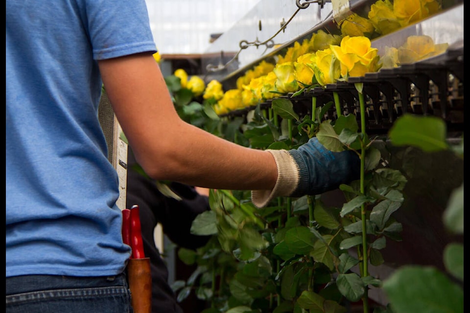 For Mother’s Day, people are pretty open to a beautiful bouquet in a variety of blooms as long as it’s nice, bright and cheerful, says one Saanich Peninsula floral supplier. That’s a good thing with weather and supply chain shortages. (Courtesy Eurosa Gardens)