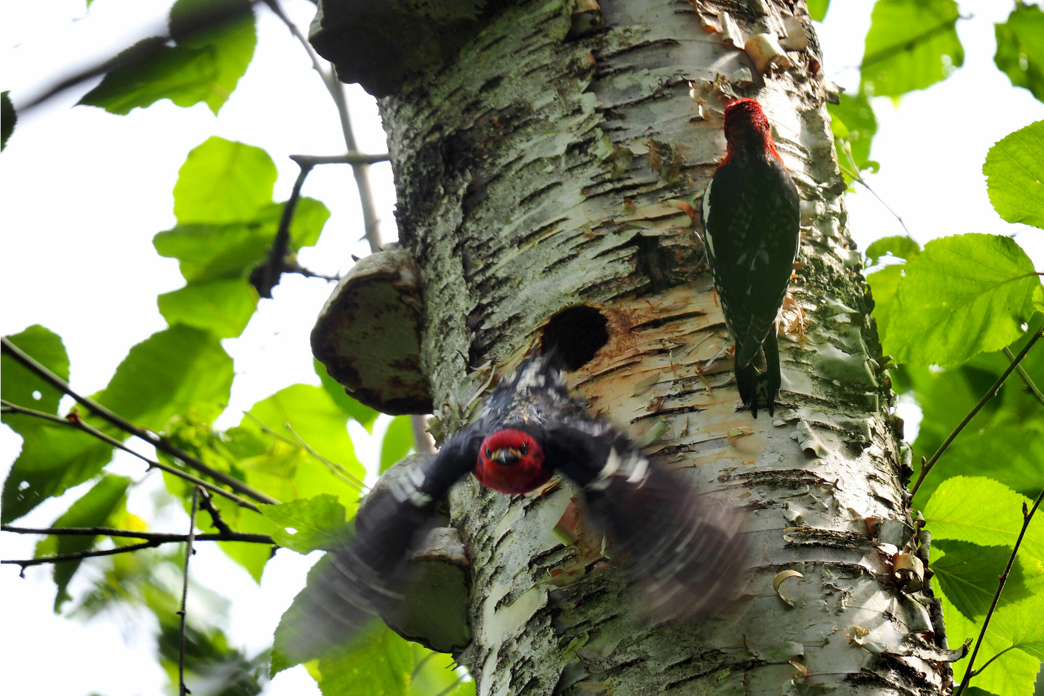 Hard-working red-breasted sapsucker parents swap out of a nest on a spring 2022 Saturday morning in a rural area east of Chilliwack. (Community Nest Finding Network photo)
