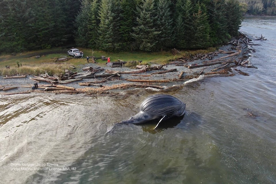 A young female Humpback whale named ‘Spike’ was found dead off Malcolm Island. (Jared Towers photo)