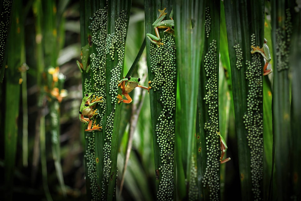 31487826_web1_221229-WCT-WildlifePhotographerOfTheYear_2