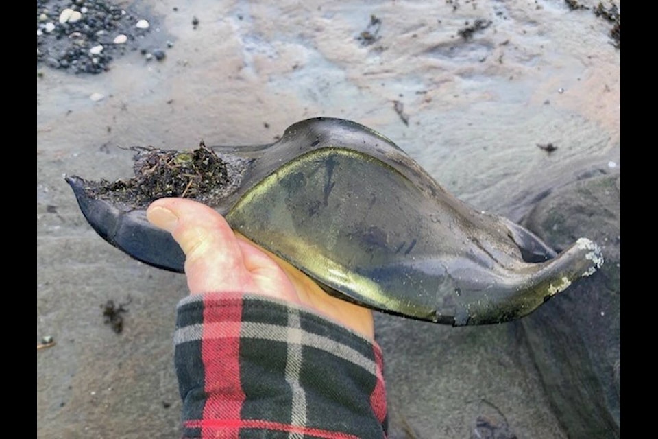 The Mermaid's Purse: An inanimate treasure that can be found