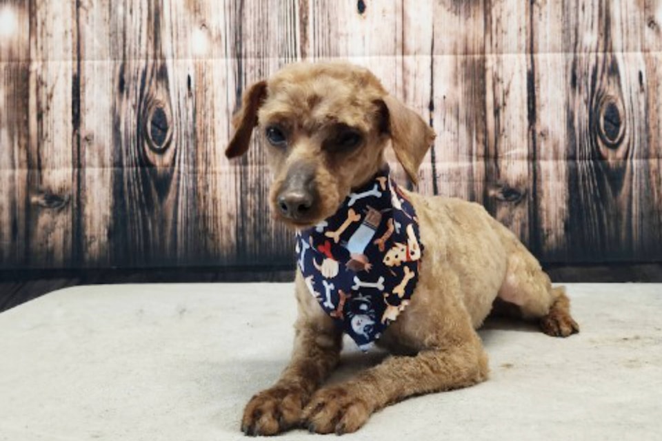 A dog found severely matted and in pain on a Sorrento property received some needed TLC from a local groomer, Donna Meads, who is now interested in adopting the pup. (Amy Berry photo)