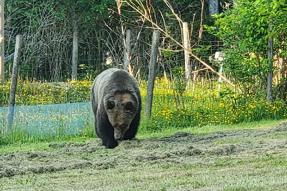 32967575_web1_230614-NIG-Grizzly-bear-sighted-grizzlybear_1