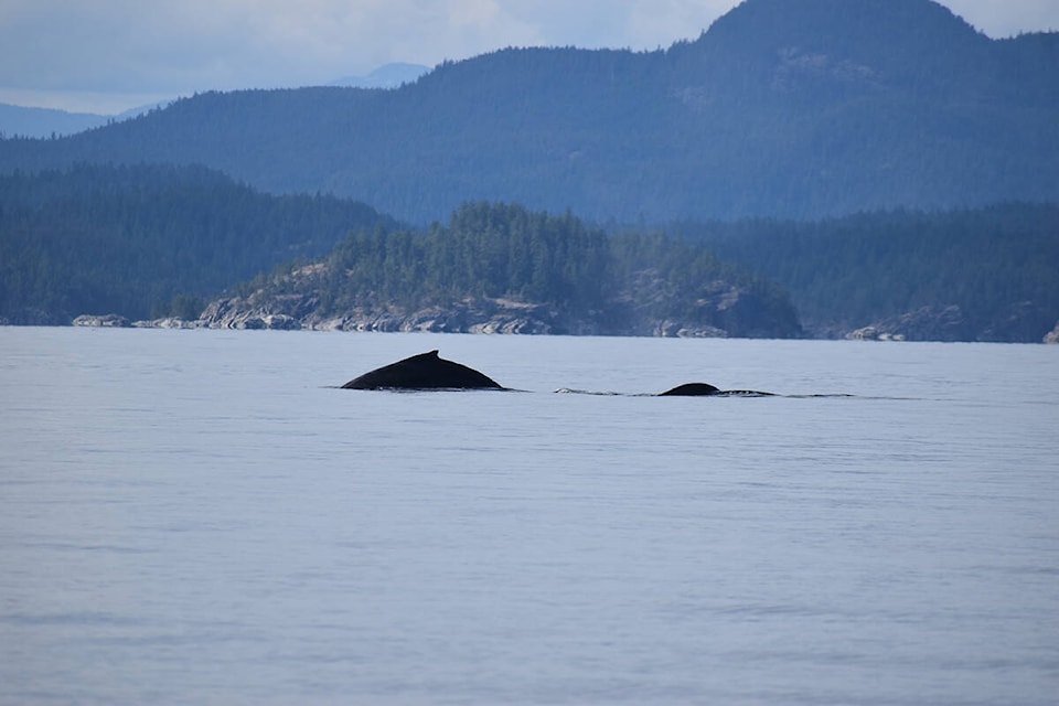 33280081_web1_210728-CVR-N-whalewatching-1_2