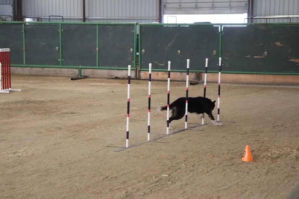 The Agility class was a showcased category during the Dogs With Jobs event in Barriere. 