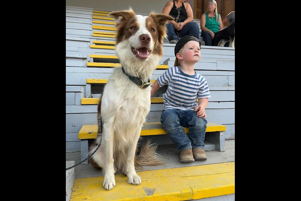 Mesmerized young Arthur Peters (R) and family working dog Emme,  (L) the winner of the Novice Class during the recent Dogs With Jobs annual weekend in Barriere at the North Thompson Fall Fair grounds on July 28. The pair watched the competition intently with Arthur unaware of the camera. 