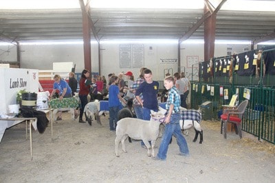 11494barrierePWFyoungstersawaitlambweighin2013