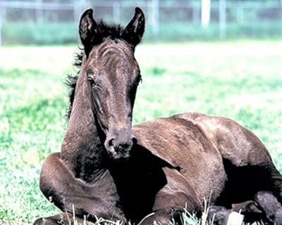 15896barriereRCMPNamethefoal