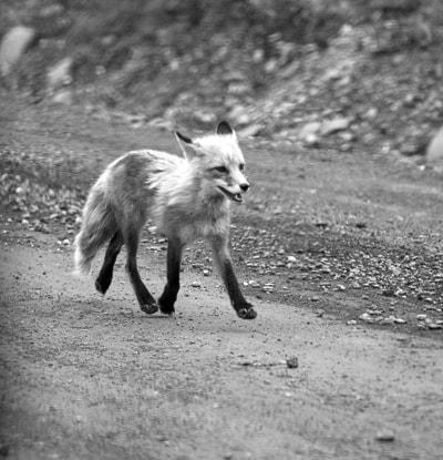 17676barriereDenaliRedFox